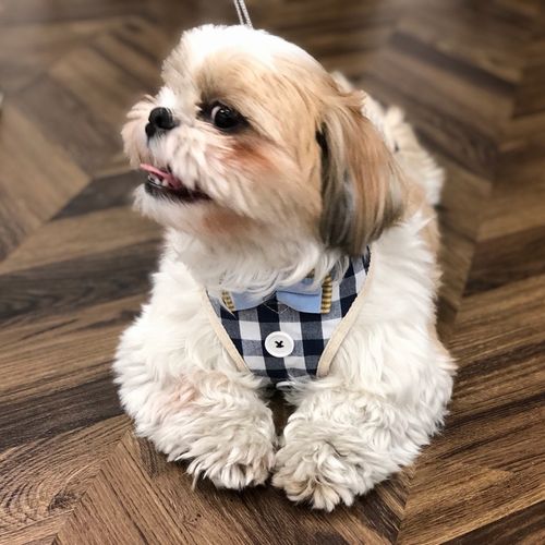 ハーネス 付き 犬 服 通販 アンファンス EF-PT03 ペットハーネス リード付き リード 犬服 いぬふく 一体型 イヌ いぬ 小型犬 中型犬 大型犬 おしゃれ ハーネス |  | 10