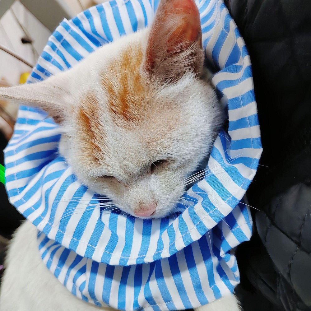 エリザベスカラー猫 通販 エリザベス カラー 怪我 去勢 避妊 足舐め防止 サイズ調整 術後ケア 痛くない 柔らかい 簡単装着 首回り 傷口保護 エリザベスカラー猫 | BACKYARD FAMILY | 01