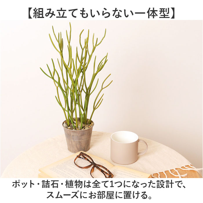観葉植物 フェイク 大型 通販 フェイクグリーン ミルクブッシュ