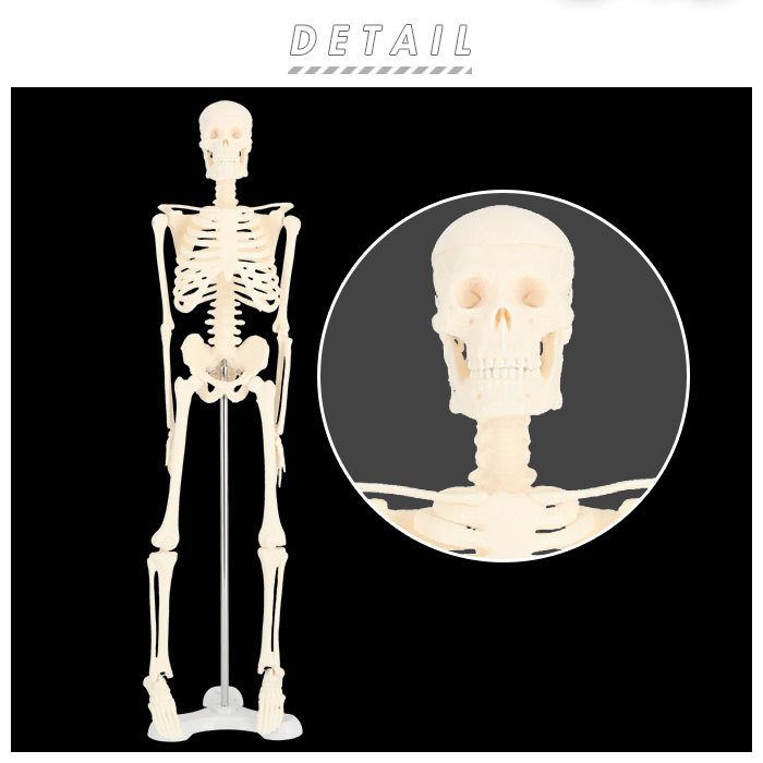 人体模型 通販 人体骨格模型 骨格模型 人体骨格標本 骨格標本 全身骨格 骸骨 置物 45cm 1/4 模型 人体モデル 稼動 直立 教育用 教材  ハロウィン おもちゃ