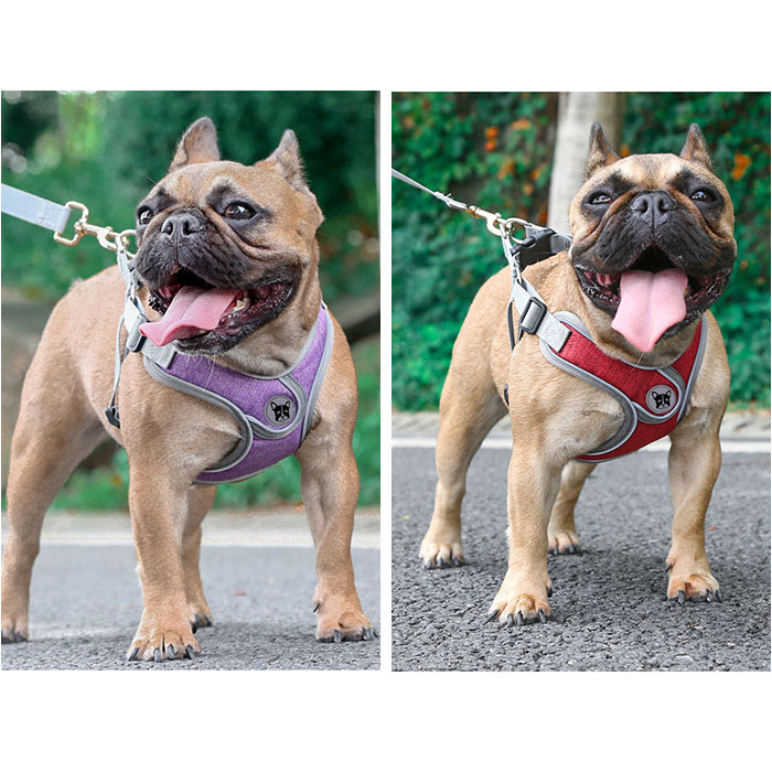 ハーネスリード 犬 通販 ハーネス リード付き ハーネスリードセット ハーネス＆リード 胴輪 首輪 リードセット 犬具 簡単装着 一体型 犬用 猫用 ハーネスリード |  | 13