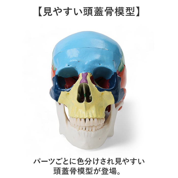 頭蓋骨模型 模型の商品一覧 通販 - Yahoo!ショッピング