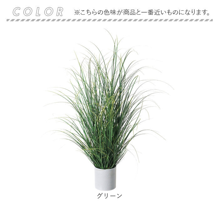 カレックス9鉢 楽天市場】カレックス（花・観葉植物｜花・ガーデン・DIY）の通販