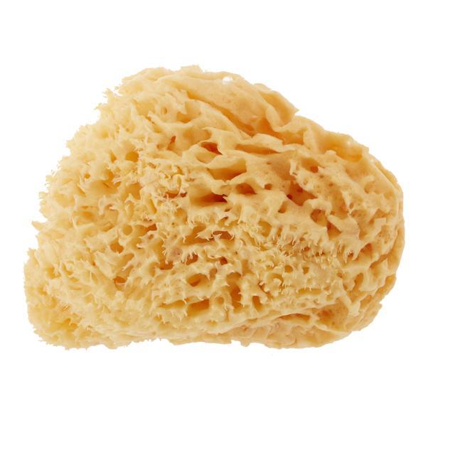 ボディスポンジ 背中 ベリーニ 天然海綿スポンジ 天然海綿 ハニコム種 SA16 Lサイズ 約14〜16cm お風呂 洗顔 海綿スポンジ 天然スポンジ ベビー ボディスポンジ | ブランド登録なし | 01