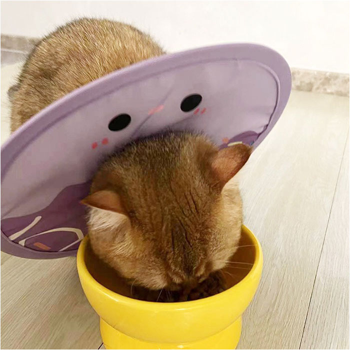 エリザベスカラー 猫用 犬用 通販 猫用エリザベスカラー 犬用エリザベスカラー エリザベス カラー 薄型 いぬ ねこ イヌ ネコ ペット エリザベスカラー | BACKYARD FAMILY | 13