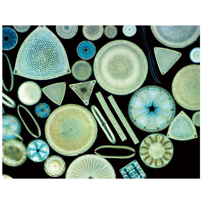 ソイル soil ソイル 靴 消臭 入れるだけ L 巾着袋 通販 消臭剤 吸湿剤 吸湿 脱臭剤 脱臭 珪藻土 ドライングサック DRYING SACK クツ ニオイ 湿気 汗 匂い 臭い | SOIL(ファッション) | 09