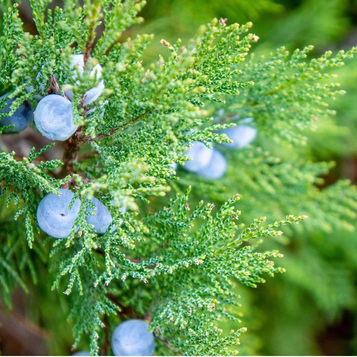木製品 手入れ セット 通販 日本製 木材 ワックス 木に塗る オイル ヒノキの香り woodfood ウッドフード ウッドケアワックス ウッドケアオイル 木製品 |  | 06