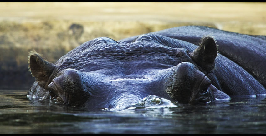 ZOO 長財布 メンズ ラウンドファスナー 財布 カバ革 日本製 エキゾチックレザー Hippopotamus 希少革 PUMA WALLET24 zlw-103