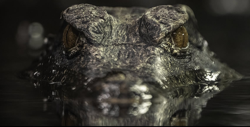 ZOO 長財布 メンズ ラウンドファスナー 財布 クロコ革 ワニ革 本革 日本製 大容量 大きい ビッグサイズ エキゾチックレザー クロコダイル BEAR WALLET10 zlw-122