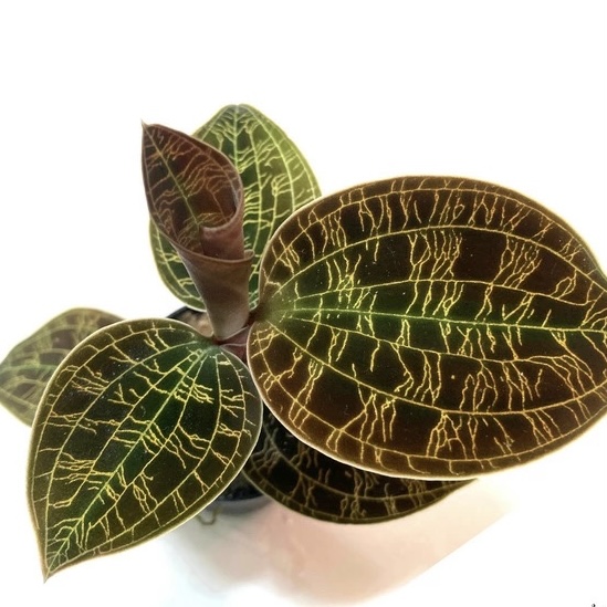 チランジア　ブラキフィラ ティランジア・ブラキフィラの育て方・栽培方法 | LOVEGREEN(ラブグリーン)