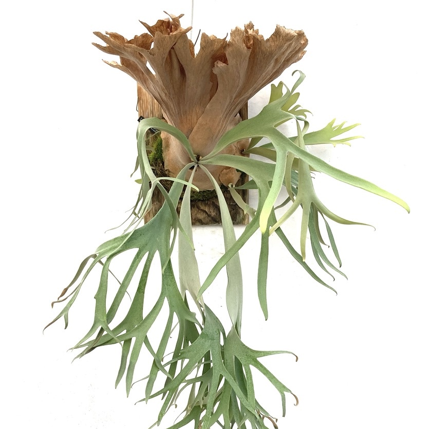 現品) ビカクシダ 交配種 (クアドリディコトマム × マダガスカリエンセ