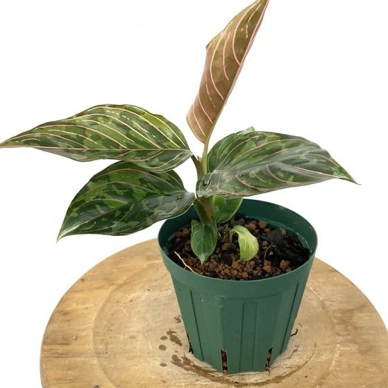 現品) ビカクシダ 交配種 (クアドリディコトマム × マダガスカリエンセ