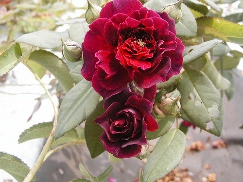 オールドローズ 長尺四季咲きバラ苗 カーディナル ヒューム花色 赤紫 送料別途 毎年10月から翌年06月までお届けの苗 0300rl Herb Roseyahoo店 通販 Yahoo ショッピング