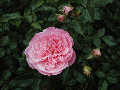 伸びる長尺つるバラ苗ピンク色 フランソワジュランビル 送料別途 毎年