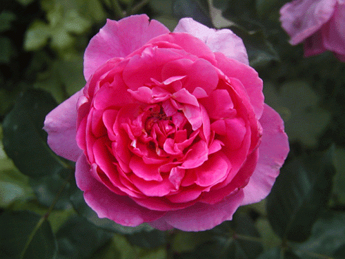 日本製通販造花　ツル薔薇　つるバラ　薔薇　ピンク色　フラワーアレンジ フラワー・リース