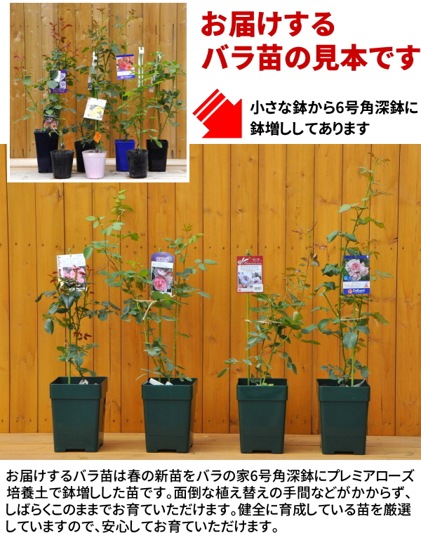 バラ苗【6号新苗】サラマンダー 6号鉢植え品《6-B11-02》2026春新品種