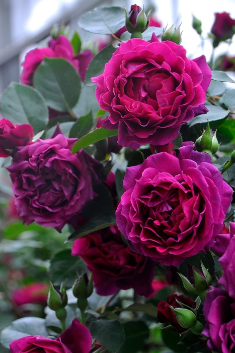 バラ苗【中苗】あおいのうえ【葵の上】 6号鉢植え品《1bp6-8-A05-06