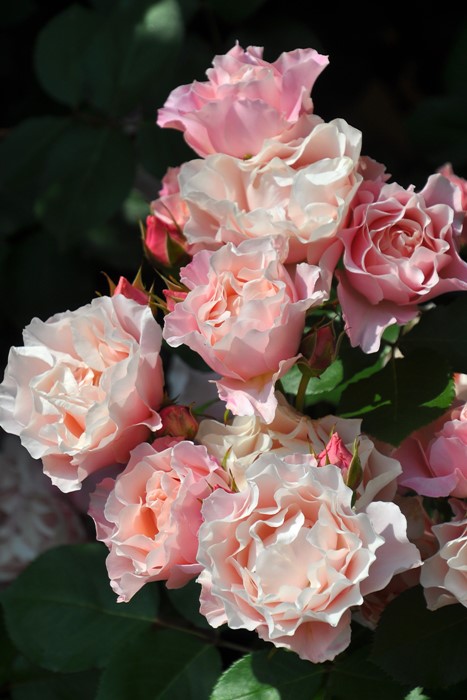 冬季大苗】バラ苗 ダフネ 6号鉢植え品［PVP］《9-C08-02》【1212販売