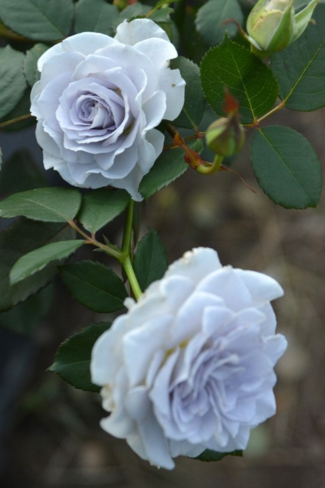 バラ苗【中苗】ブルーグラビティ 6号鉢植え品[...の詳細画像1