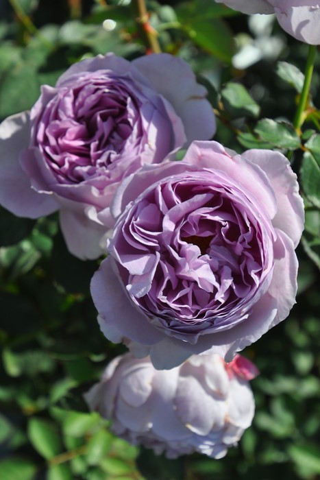 大苗】バラ苗 リラ 6号鉢植え品［PVP］《8-C18-01》 : バラの家 バラ苗