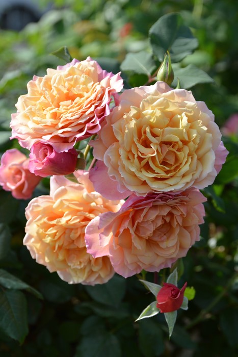 バラ苗【6号新苗】カリプソ 6号鉢植え品《8-C18-05》 : バラの家 バラ