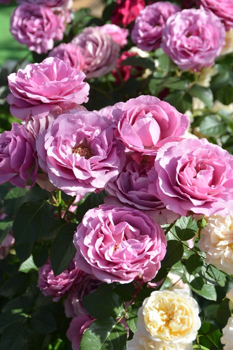 imgrc0085798664.jpg?size=n