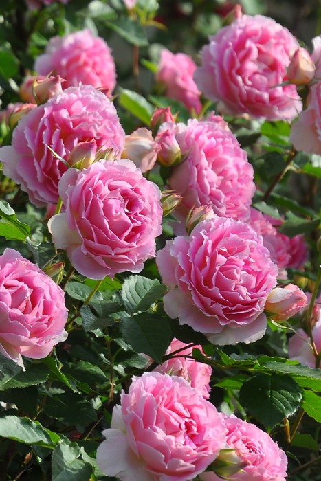 冬季大苗】バラ苗 ルクソール 6号鉢植え品《8-C17-01》【0116販売