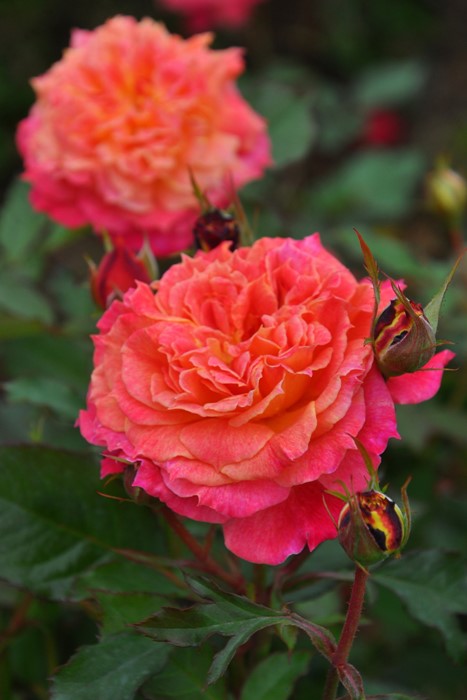 バラの家 バラ苗専門店 Yahoo!店 - ロサオリエンティス プログレッシオ