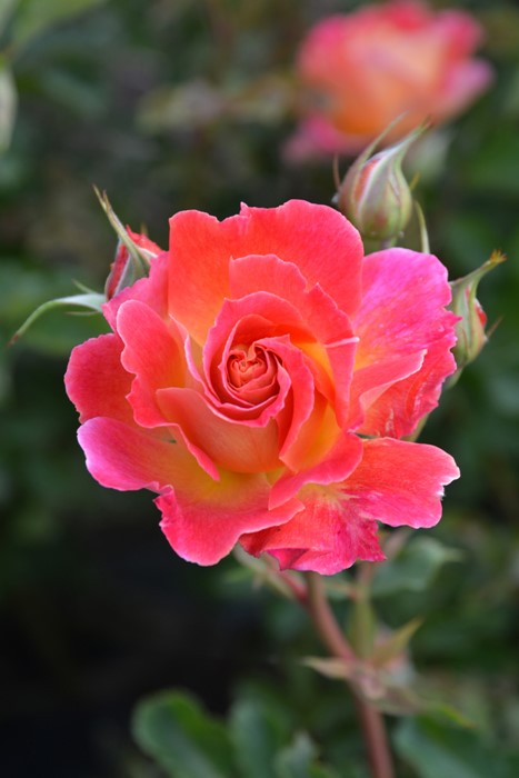 バラの家 バラ苗専門店 Yahoo!店 - ロサオリエンティス プログレッシオ