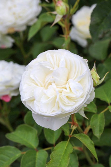 「Arch」 切り花品種バラ苗　レアバラ 　White O'Har♡ バラの家 バラ苗（花の苗）｜苗 | 花、ガーデニング のおすすめ人気