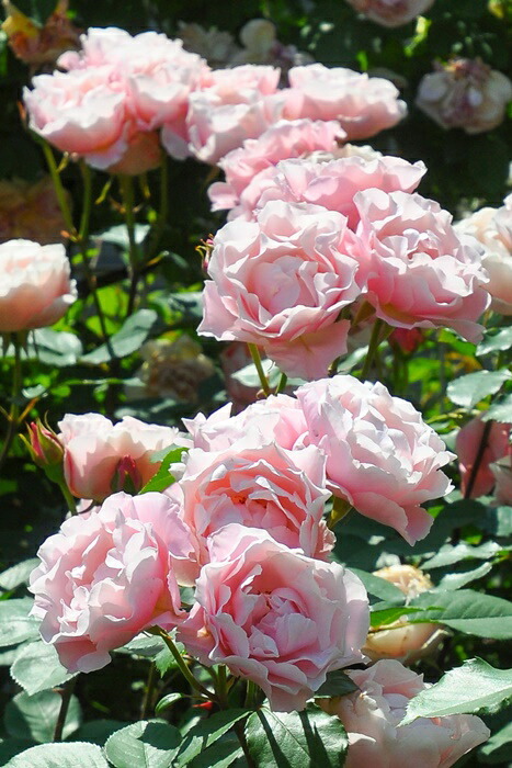 冬季大苗】バラ苗 ダフネ 6号鉢植え品［PVP］《9-C08-02》【1212販売