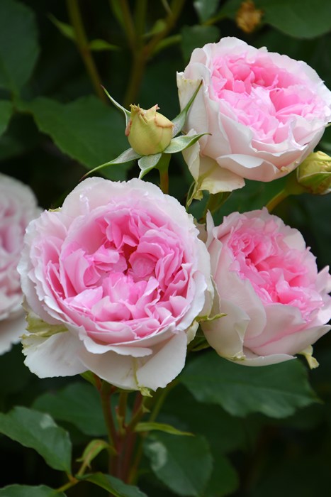 冬季大苗】バラ苗 ルクソール 6号鉢植え品《8-C17-01》【0116販売