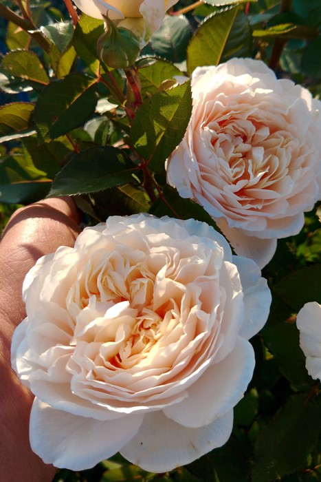 バラの家 バラ苗（花の苗）｜苗 | 花、ガーデニング のおすすめ人気