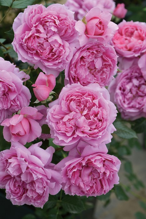 バラ苗【中苗】プリマヴィスタ 6号鉢植え品《1bp6-8-A04-05-プリ044