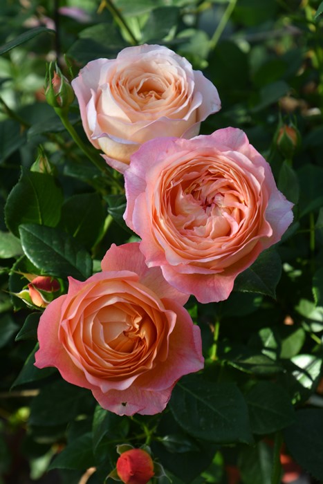 冬季大苗】バラ苗 ロビン 6号鉢植え品《9-B16-02》【0116販売】 : バラ