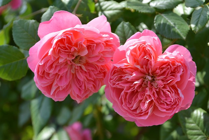 バラ苗【中苗】ライオンハート 6号鉢植え品《1bp6-8-A02-06-ライ010