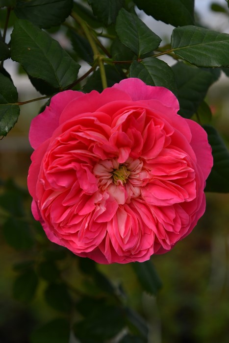 バラ苗【中苗】ライオンハート 6号鉢植え品《1bp6-8-A02-06-ライ010