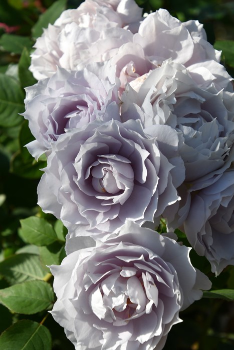 バラ苗【中苗】あおいのうえ【葵の上】 6号鉢植え品《1bp6-8-A05-06