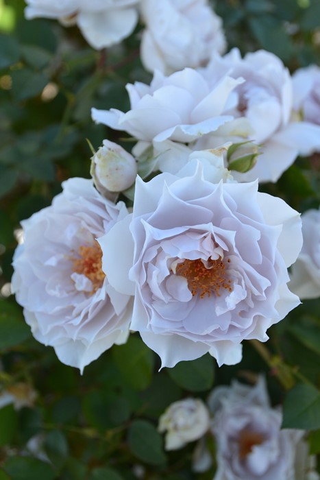 バラ苗【中苗】ザセレスティアル 6号鉢植え品《1bp6-8-A01-03-ザセ001