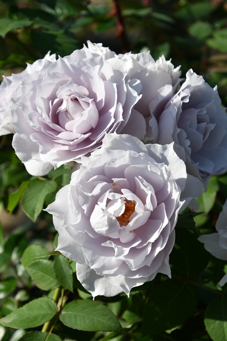 バラ苗【中苗】ザセレスティアル 6号鉢植え品《1bp6-8-A01-03-ザセ001