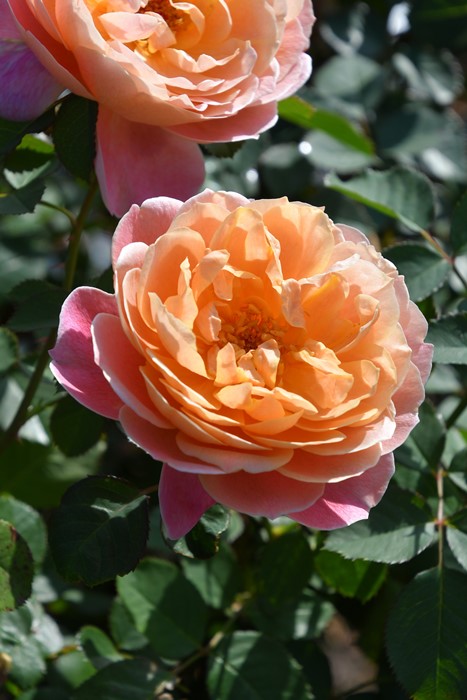 バラ苗【中苗】タペストリー 6号鉢植え品《1bp6-8-A01-03_1-C18-06