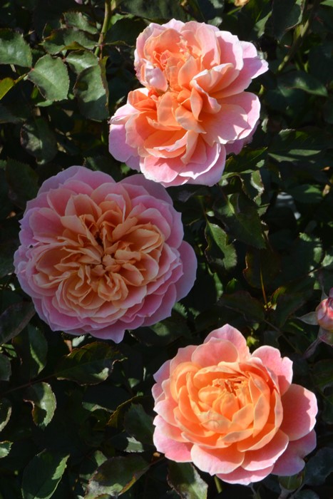 バラ苗【中苗】タペストリー 6号鉢植え品《1bp6-8-A01-03_1-C18-06