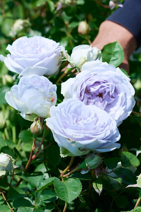 バラ苗　ロサオリエンティス　プログレッシオ　ポルトブルー　６号　花苗　薔薇 楽天市場】ポルト・ブルー（大苗）7号鉢植え バラ苗 ロサ・オリエン