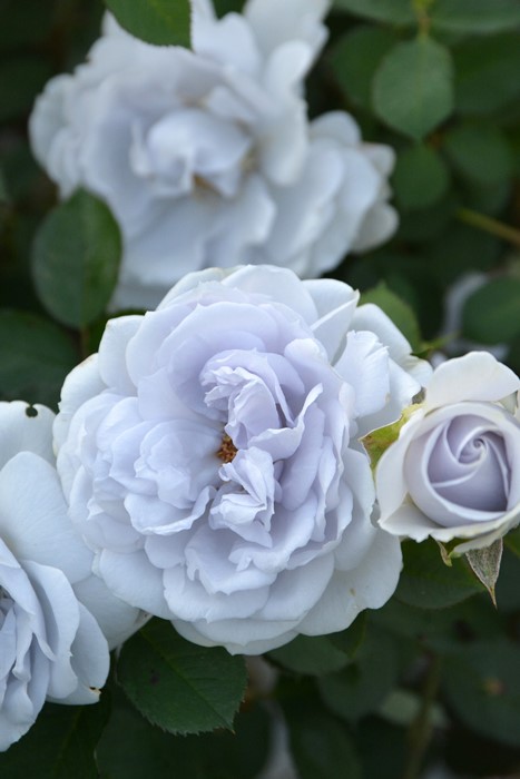 大苗】バラ苗 ポルトブルー 6号鉢植え品《8-B08-02》 : バラの家 バラ