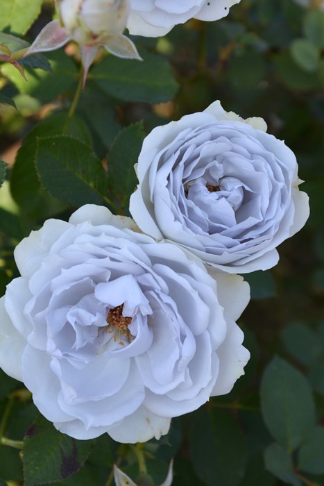 大苗】バラ苗 ポルトブルー 6号鉢植え品《8-B08-02》 : バラの家 バラ