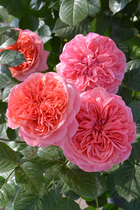 バラ苗【中苗】ライフ 6号鉢植え品［農林水産省 品種登録出願中］《8