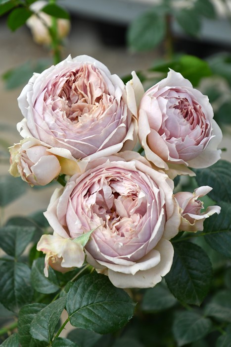 冬季大苗】バラ苗 ルクソール 6号鉢植え品《8-C17-01》【0116販売