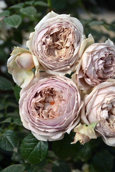 冬季大苗】バラ苗 ルクソール 6号鉢植え品《8-C17-01》【0116販売