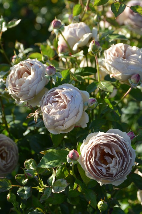 冬季大苗】バラ苗 ルクソール 6号鉢植え品《8-C17-01》【0116販売