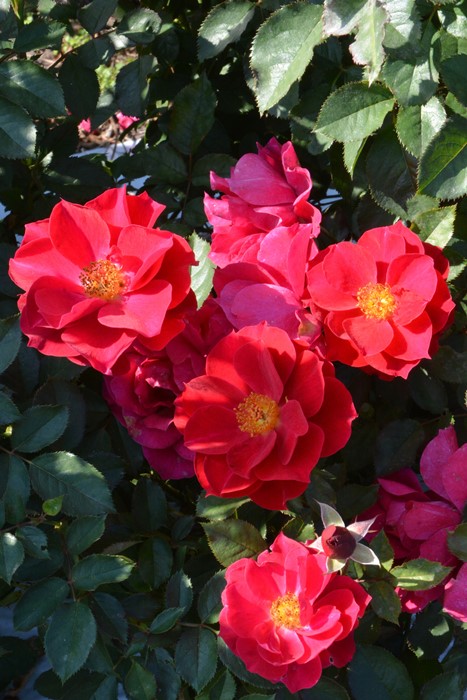 バラ苗【6号新苗】風姿花伝 紅 6号鉢植え品《8-C16-04》 : バラの家